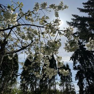 Meet your Posher, Carolina